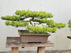 -扬州大运河文化旅游度假区·盆景园