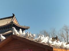 -天津妈祖文化园