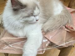 -猫咪派对(江南西店)