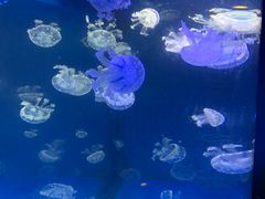 -泉城欧乐堡海洋极地世界