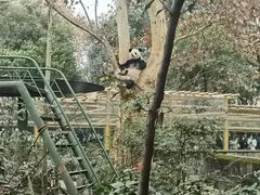 -成都动物园