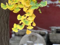 -北京石刻艺术博物馆(五塔寺)