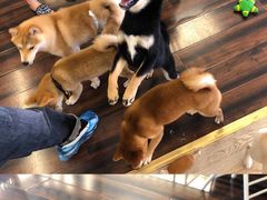 -豆柴町-柴犬主题狗咖(红鼎国际C座店)