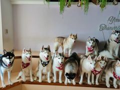 -Husky Go! 哈士奇体验馆·宠物咖啡厅狗咖