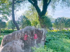 -江心屿景区