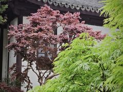 -上海醉白池公园