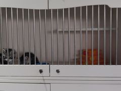 -东方名猫馆·英短金渐层布偶猫舍(环线广场1号楼店)