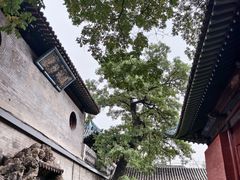 -文瀛公园