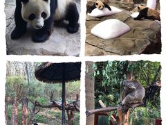 -广州长隆野生动物世界