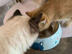 -喵屿·大理花园猫咖