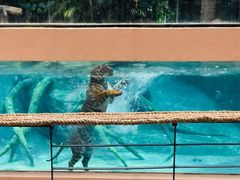 -清迈夜间动物园