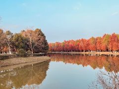 -上海海湾国家森林公园