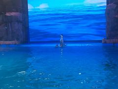 -芜湖新华联大白鲸海洋公园