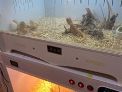 -万商花鸟市场