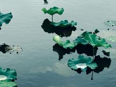 -荷塘月色湿地公园·向阳花洲