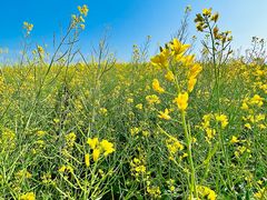 -光明小镇欢乐田园