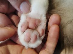 -怪兽屋·羊驼·猫咖·狗咖(俊华广场店)