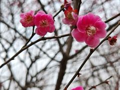 -香雪海