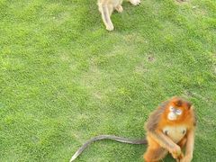 -西霞口神雕山野生动物世界