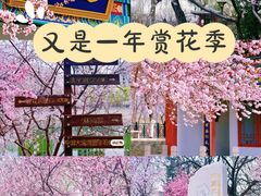 -桃花堤公园