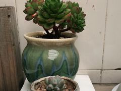-双季花艺园艺市场(浦东店)