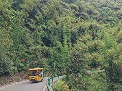 -芦沟竹海