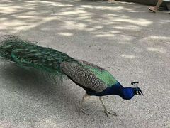 -林肯公园动物园