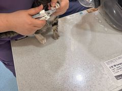 -萌兽医馆·犬猫专科·眼科中心·宠物医院(朝阳门分院)