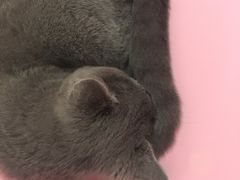 -三花喵·撸猫购宠·宠物生活馆(虹桥南丰城店)