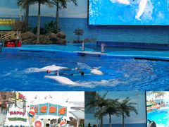 -海合安成都极地海洋公园