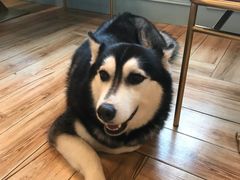 -遇见羊驼·奶狗咖·布偶猫咖·法斗柯基柴犬阿拉斯加(春熙路太古里IFS店)