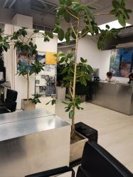 -Hair  Gallery
