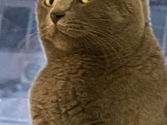 -猫儿山۰猫主题餐厅