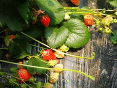 -南汇老顾农家乐采摘大团水蜜桃采摘店