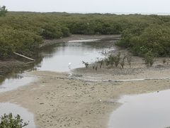 -北海金海湾红树林生态旅游区