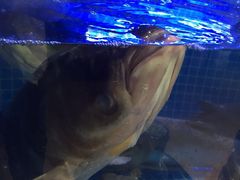 -姜君·千岛湖鱼头馆(浦东大道店)