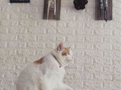 -平行世界·猫咖(首经贸店)