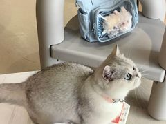 -藏猫猫咖啡主题馆(中央大道店)