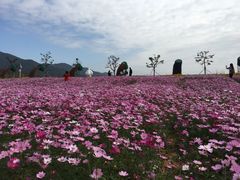 -天适樱花悠乐园