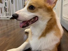 -柯斗斗主题餐厅·狗咖·围炉煮茶·茶饮(国瑞升平里店)