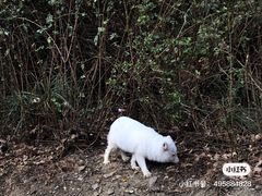-寂照庵