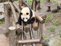 -都江堰中华大熊猫苑