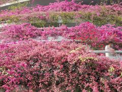 -深圳仙湖植物园