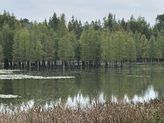 -白鹭湾湿地公园