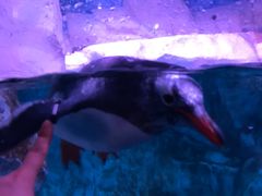 -暹罗海洋世界