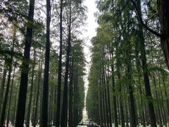 -渌洋湖湿地公园