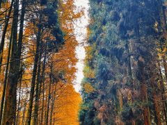 -山王坪喀斯特国家生态公园