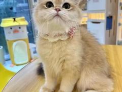 -柚子猫舍·精品猫舍购猫·猫咪认养·购宠·宠物店
