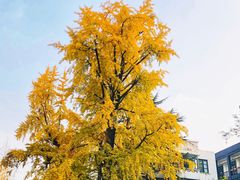 -奎星楼街