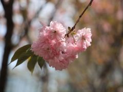 -高东镇樱花园